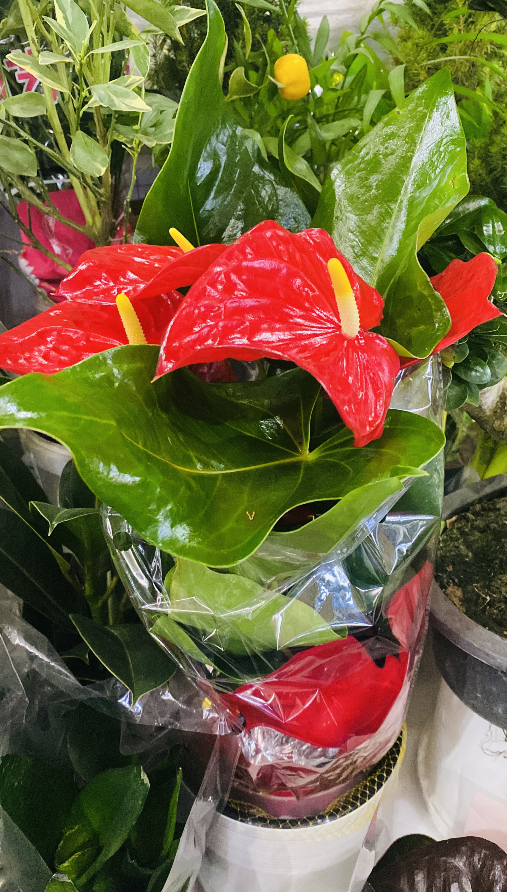 Антуриум «Мужское счастье»