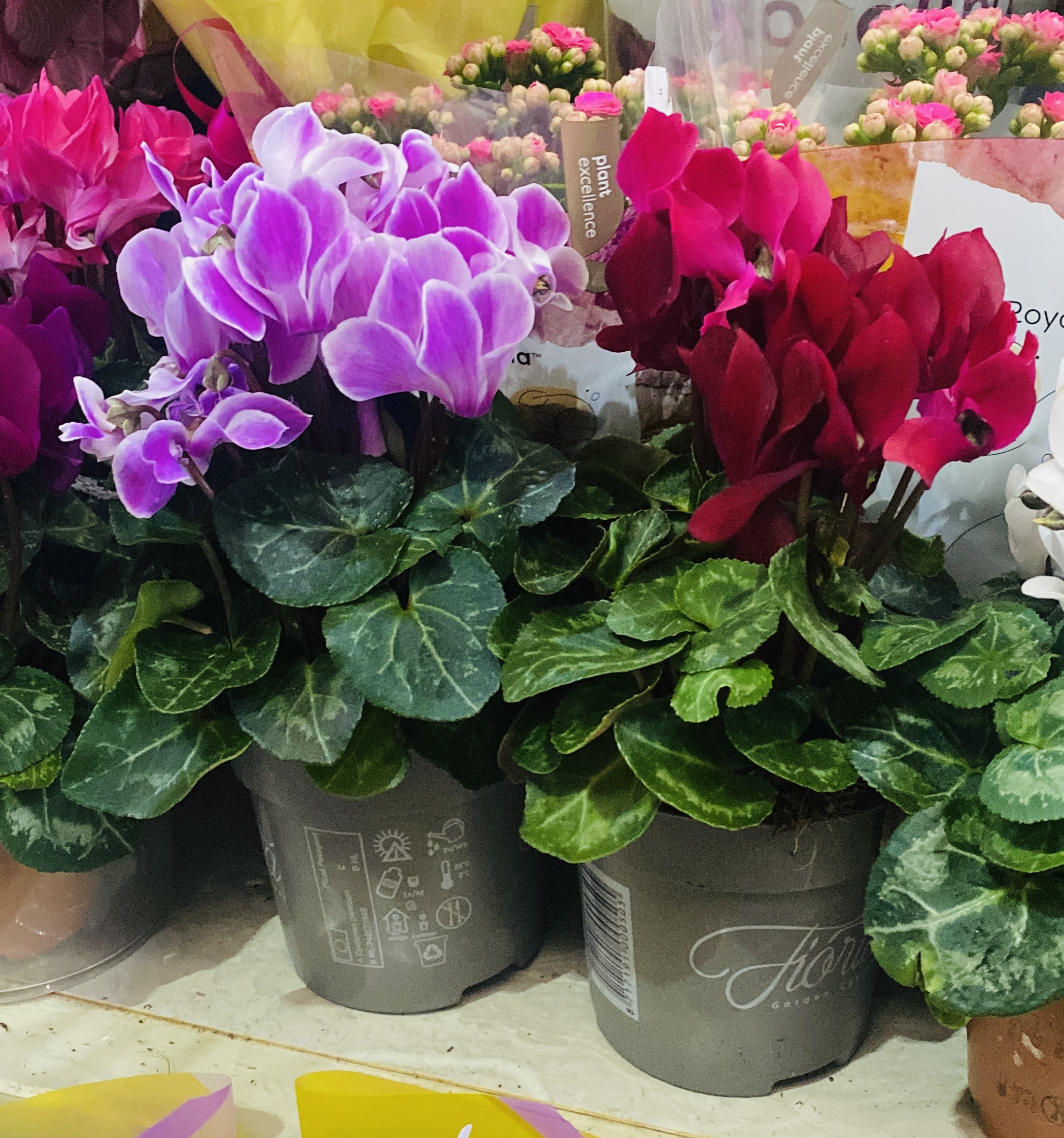 Цикламены маленькие горшки