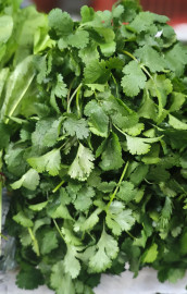 .Кинза(пучок)