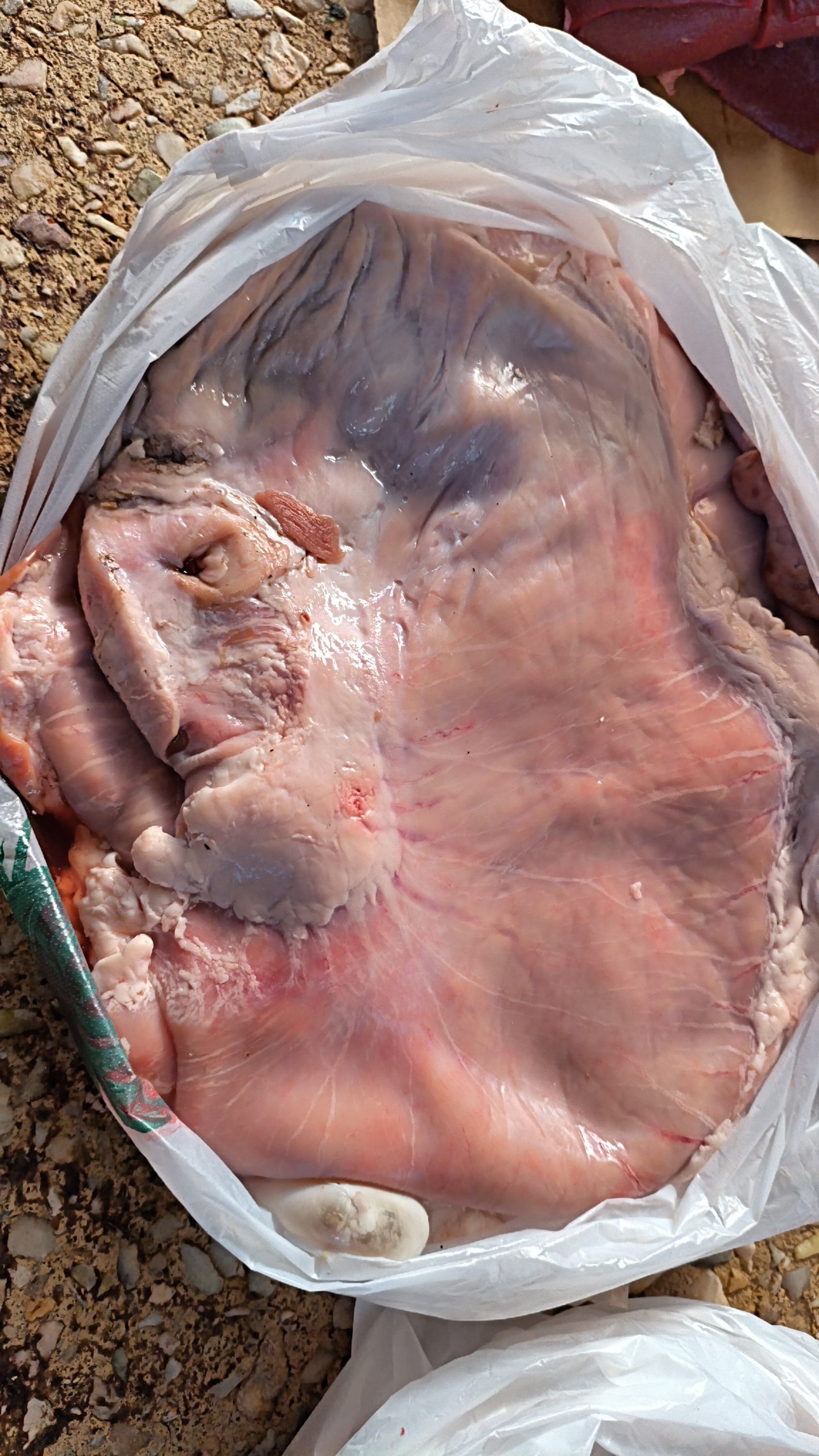 Желудок свиной. Вес~700гр. Штучно