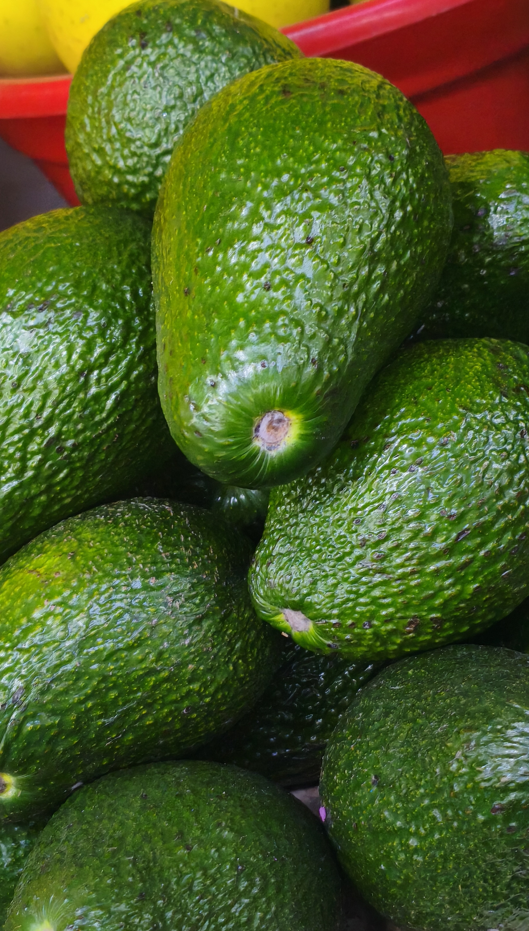 Авокадо зелёный