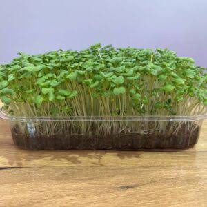 Микрозелень (Мелисса)/шт