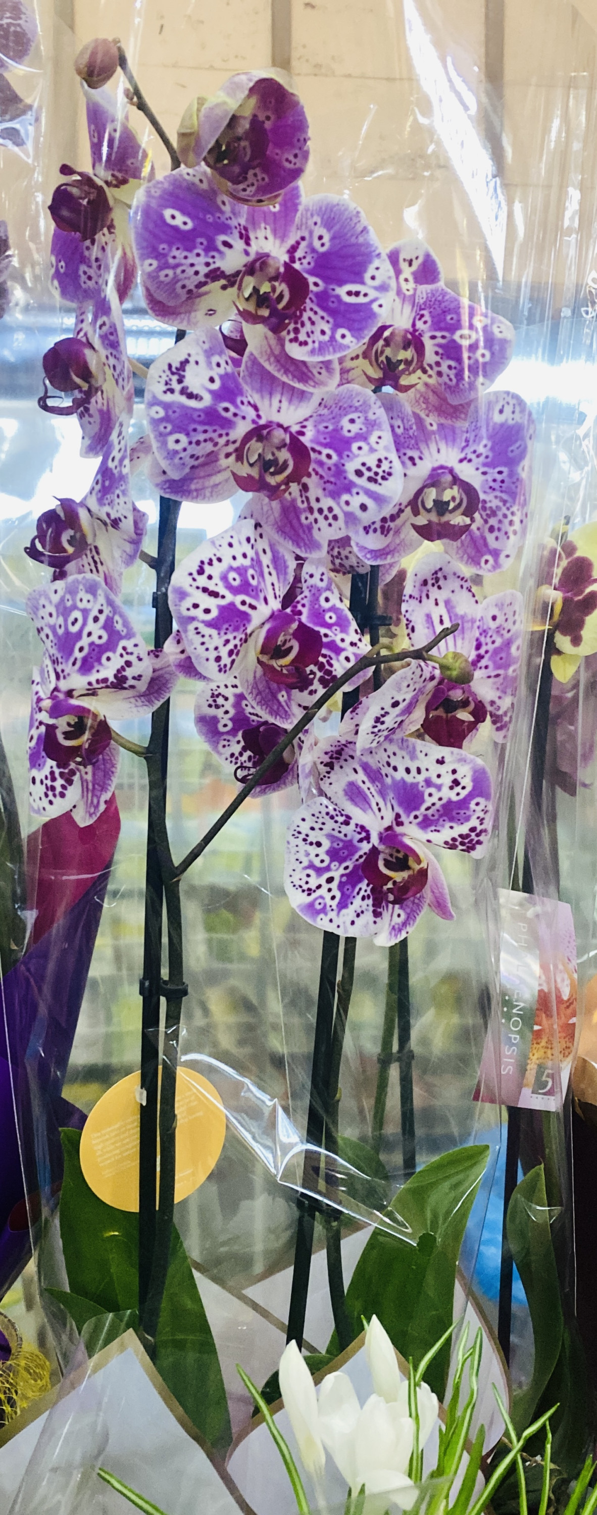 Орхидеи в ассортименте