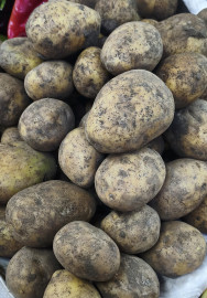 Картофель. Цена указана за 1кг