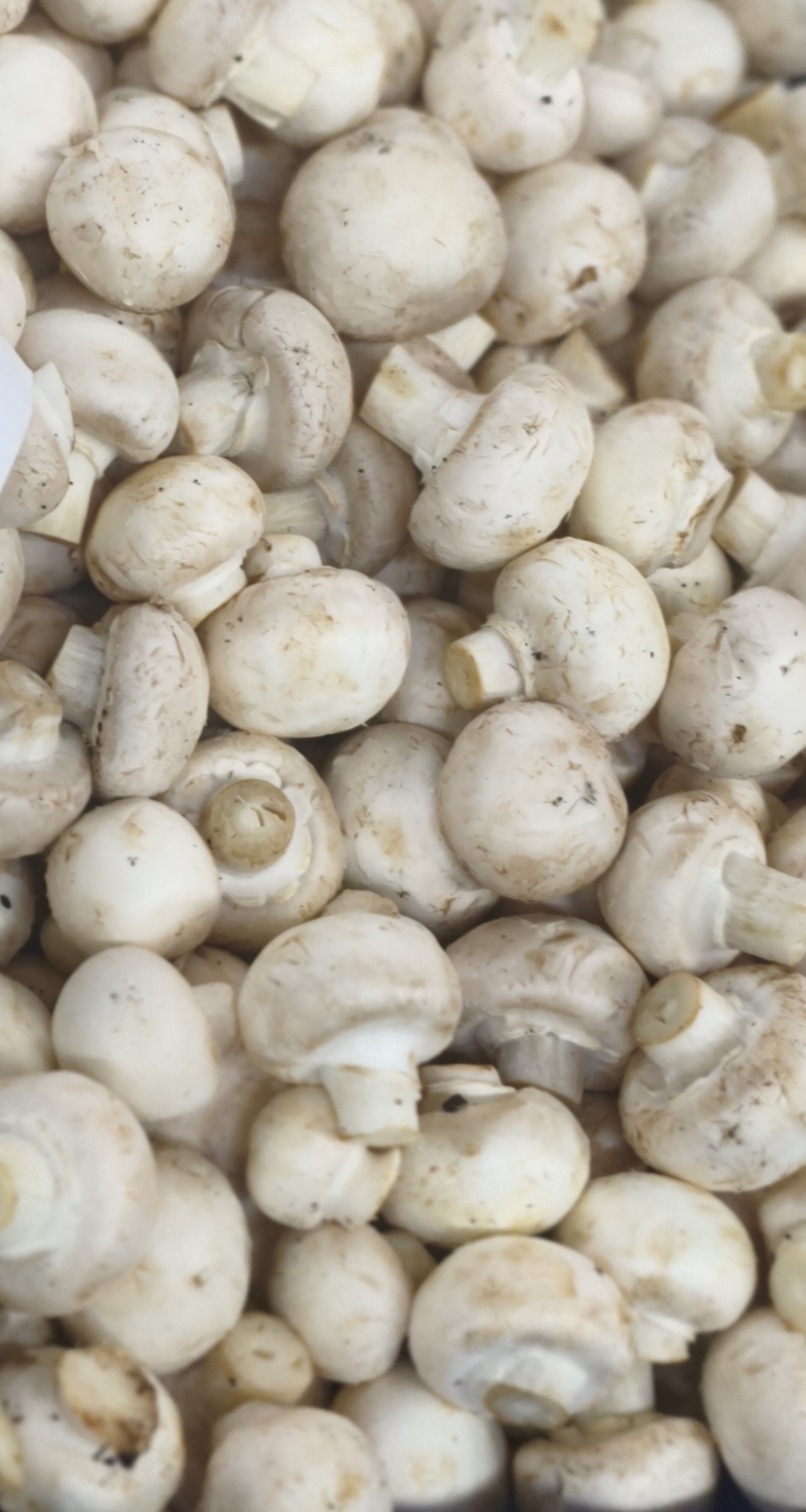 Грибы шампиньоны мини./0.500гр