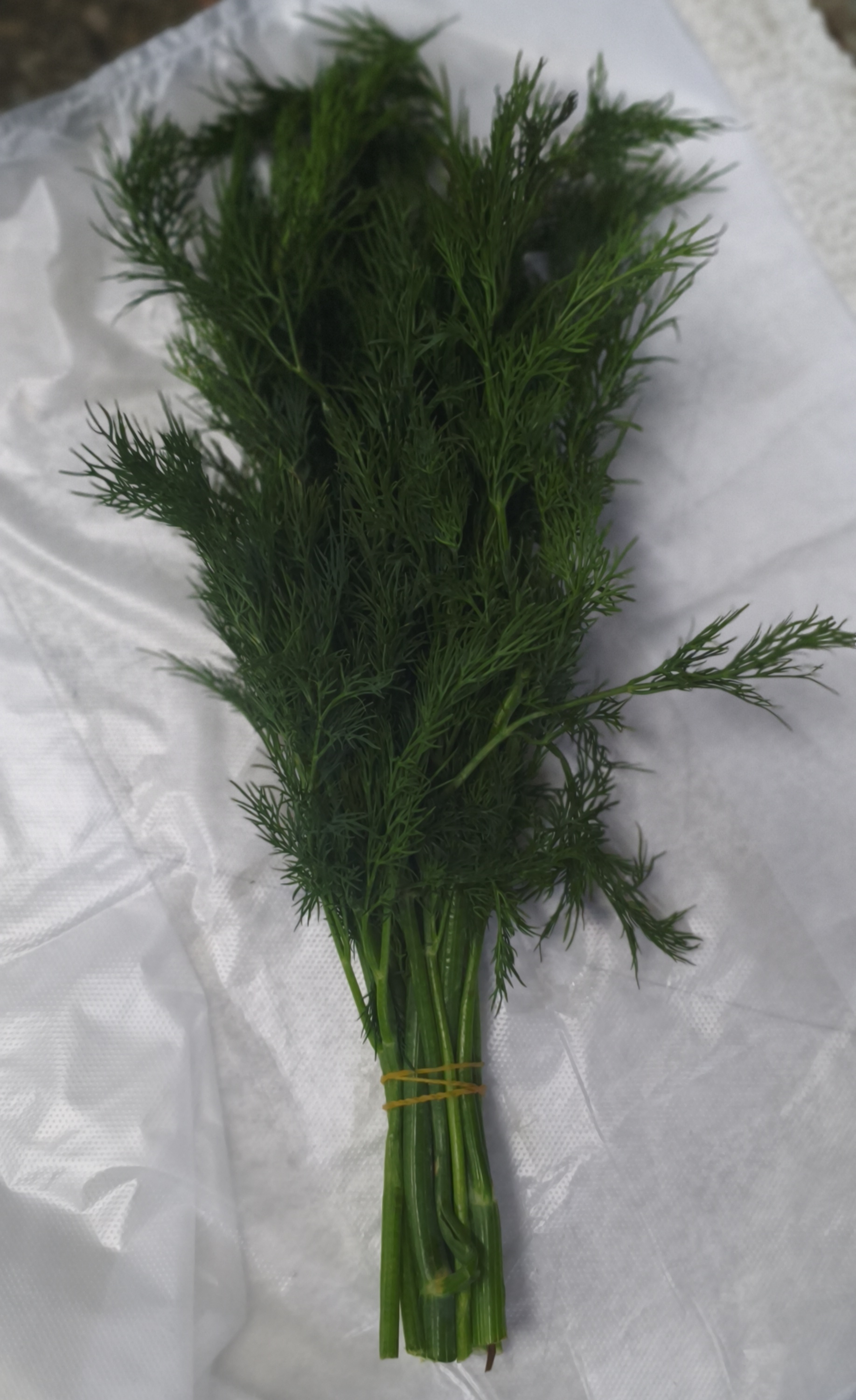 .Укроп (пучок)