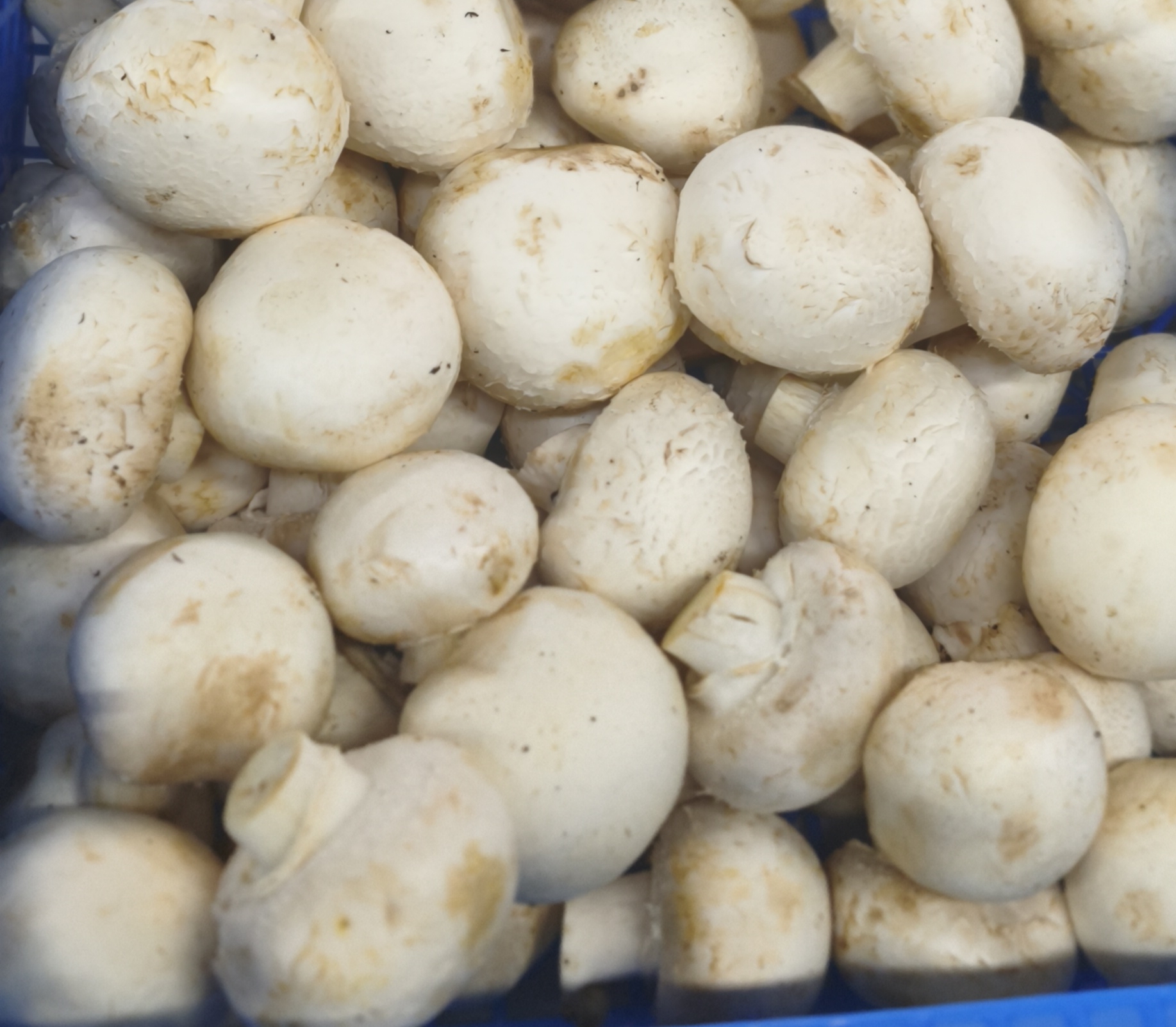 Грибы шампиньоны крупные./0.500гр