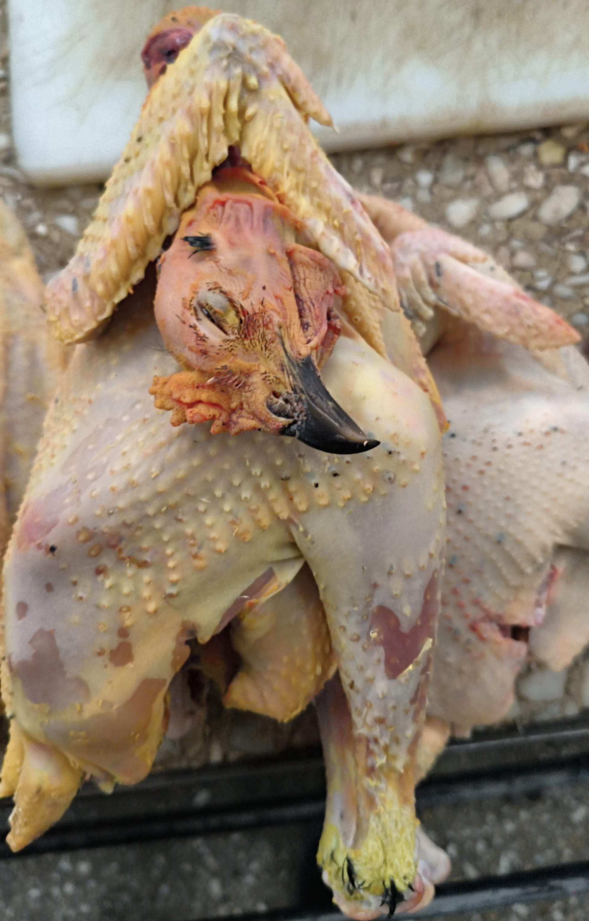 Домашняя курица (петушок)/1кг