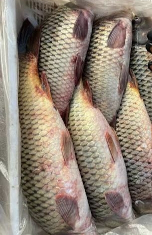 Сазан свежий. Цена указана за 1кг