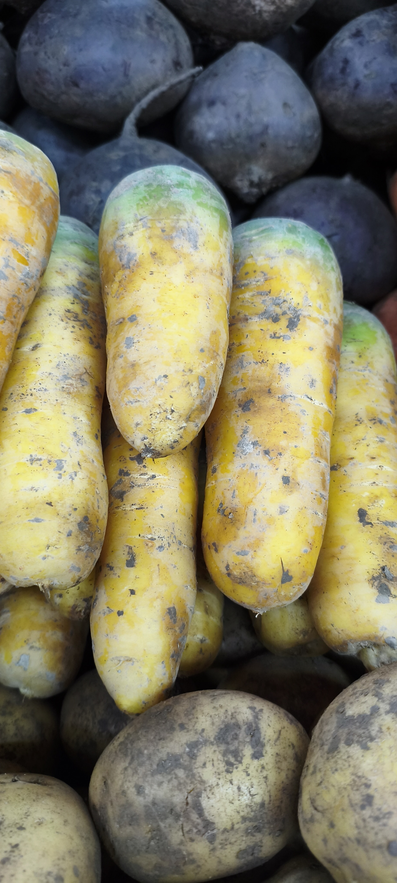 Морковь жёлтая. Цена указана за 1кг