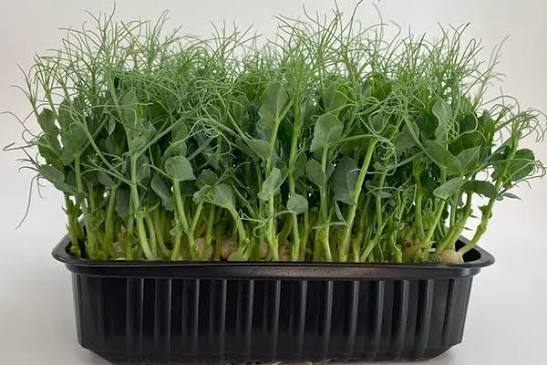 Микрозелень (Щавель), упаковка