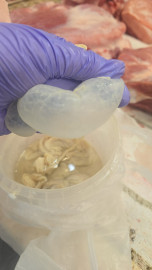 Кишки свинина (чищеные,в рассоле). Цена указана за 1 метр