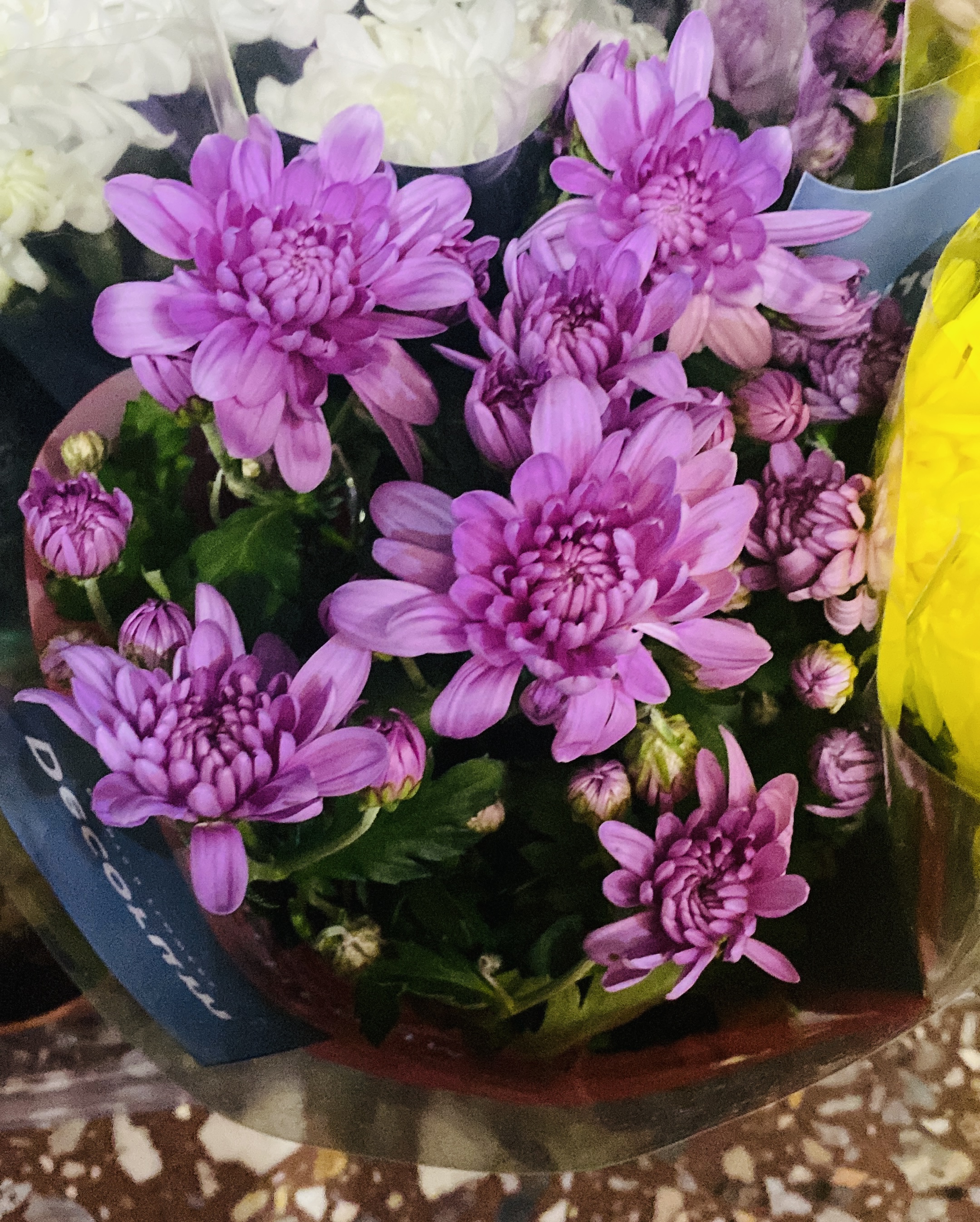 Хризантемы