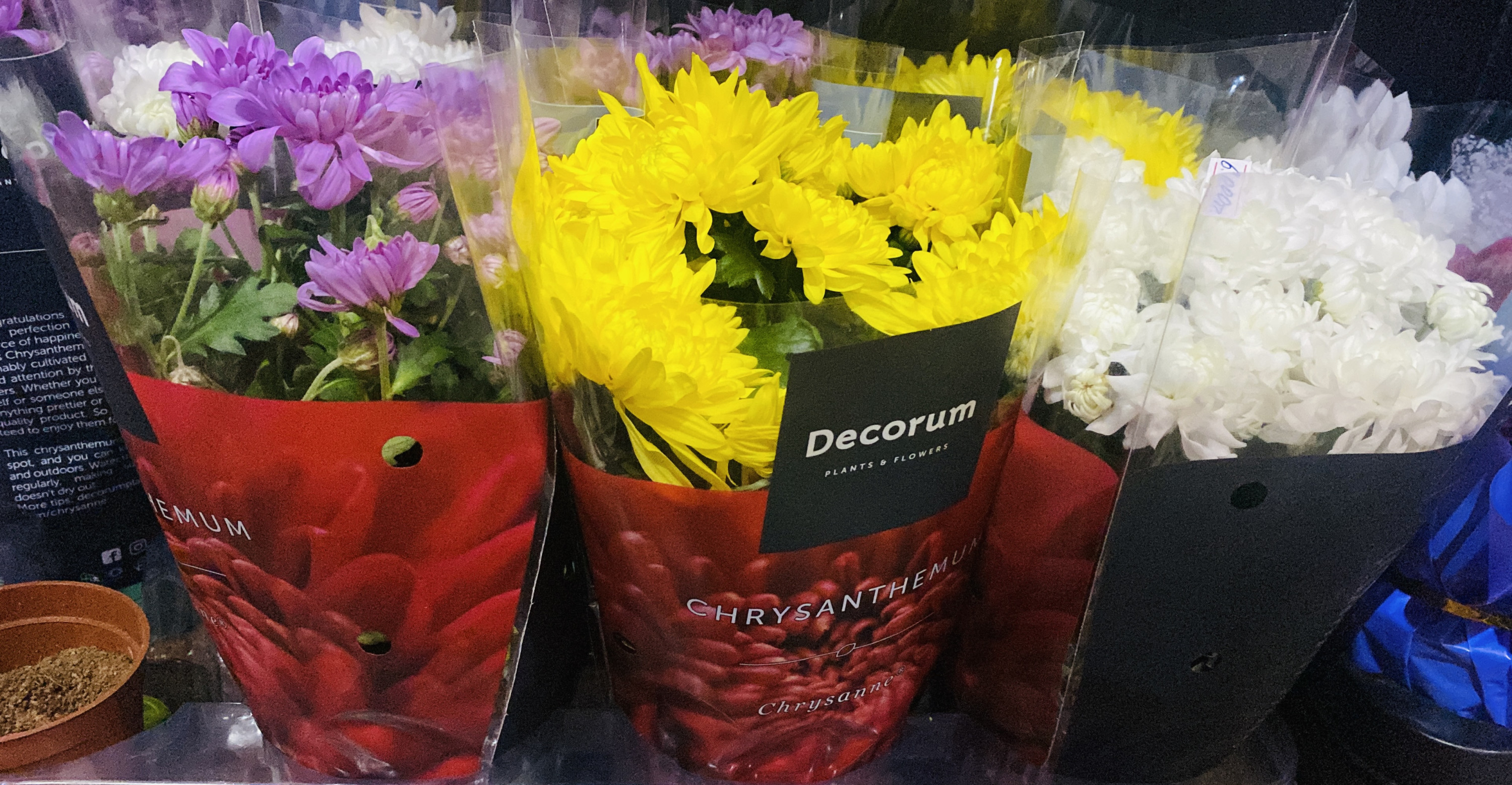 Хризантемы