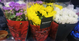 Хризантемы