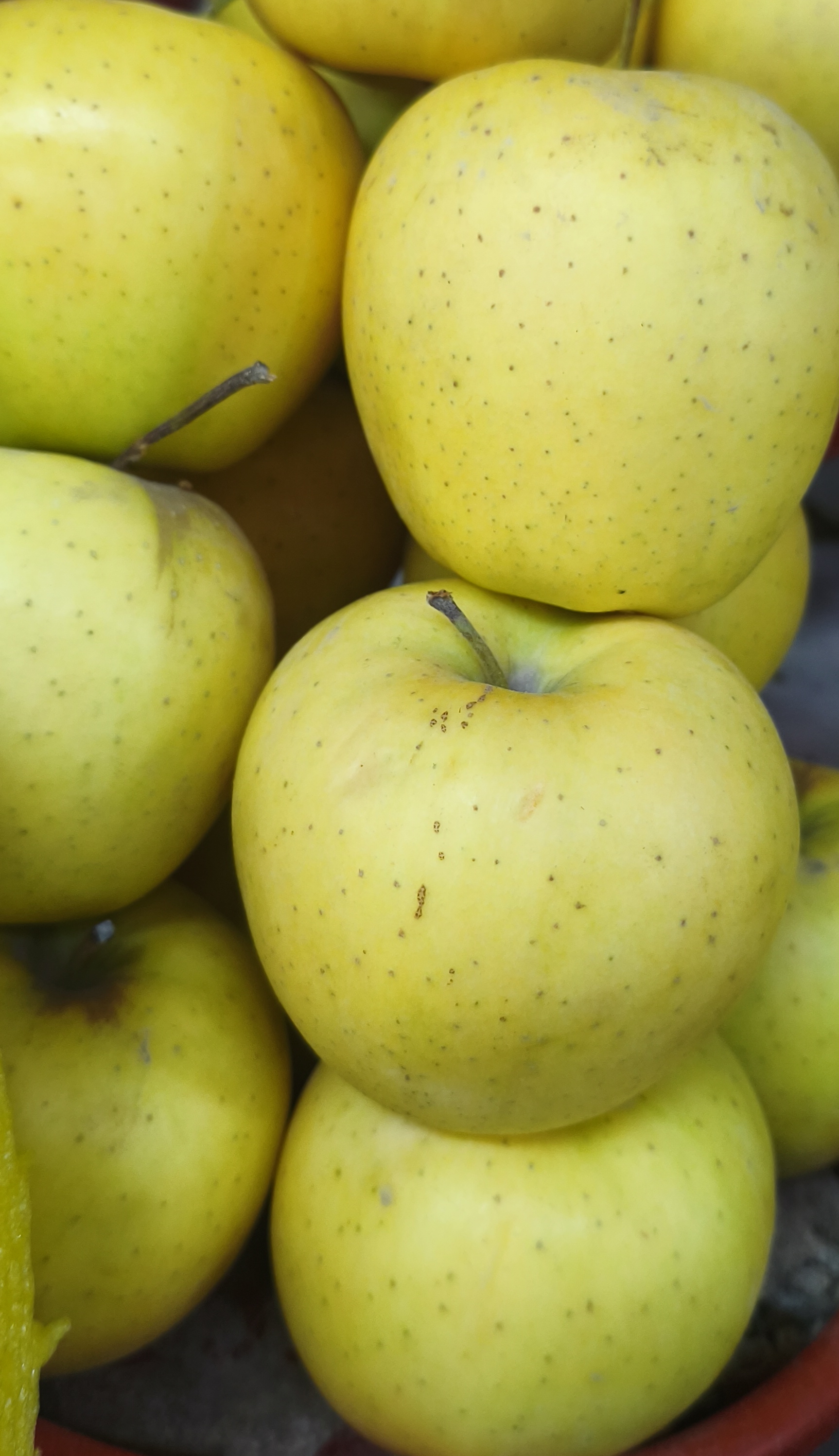 Яблоки Золотое Превосходное