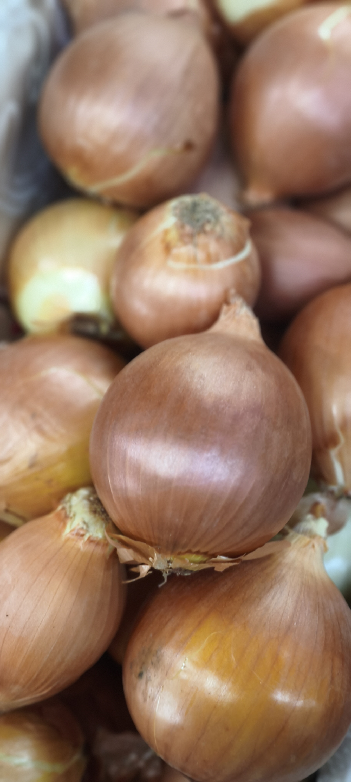 Лук репчатый. Цена за 1кг
