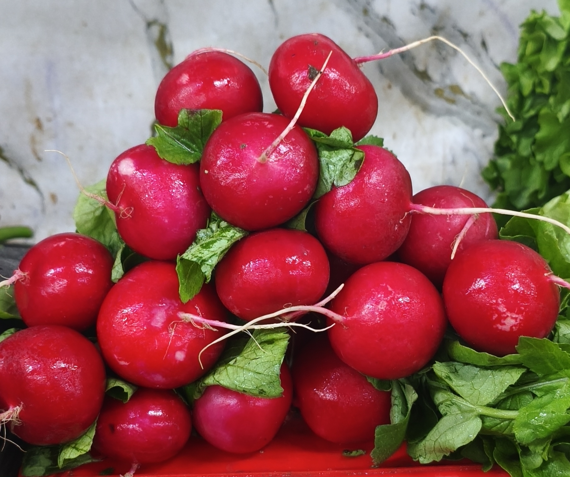 Редиска пучок~7шт